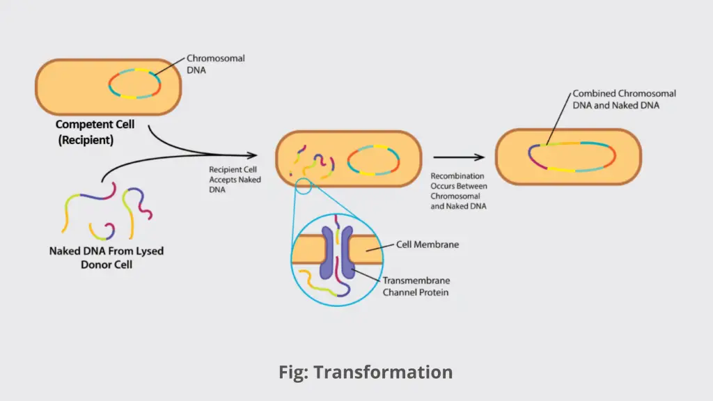Prokaryotic Cell and Eukaryotic Cell - Prokaryotic Recombination