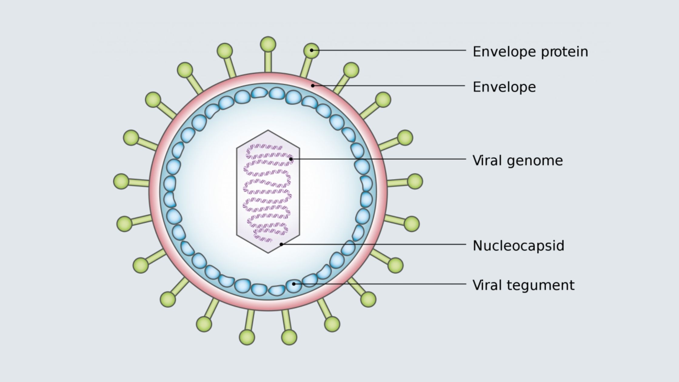 Virus Structure and Application