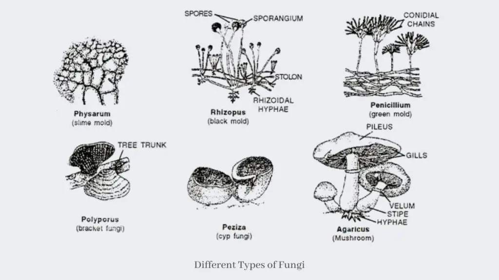 Types of Fungi and Their Reproduction.