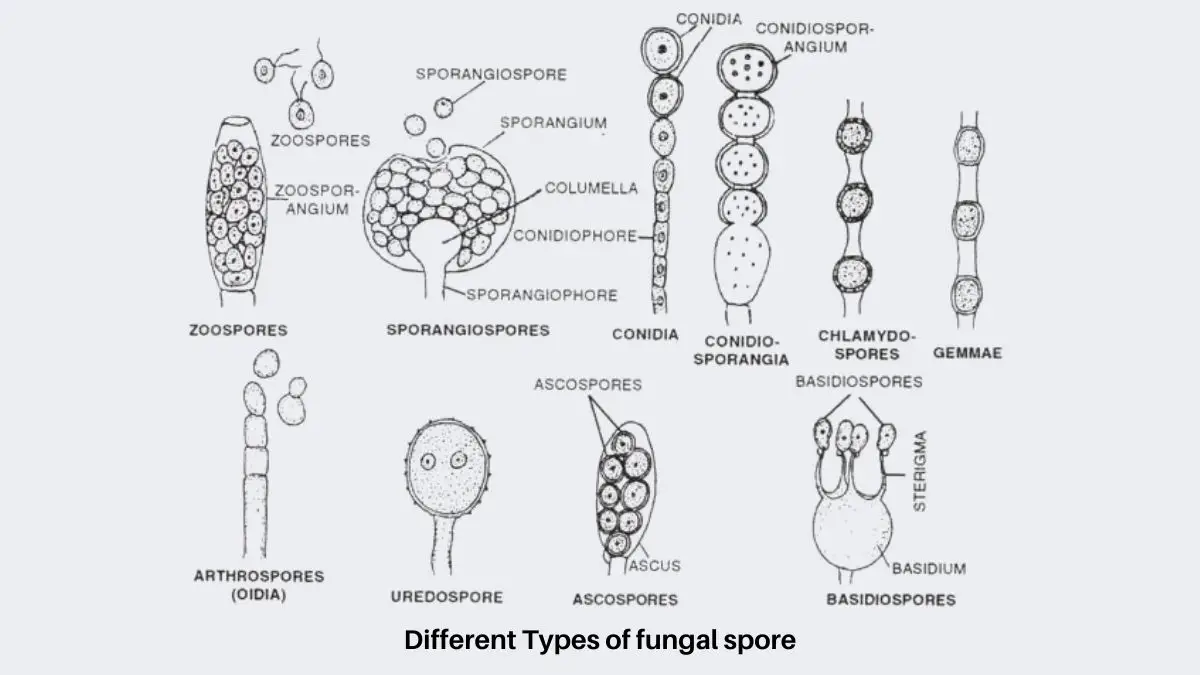 Fungi: Types Of Fungi And Their Reproduction.