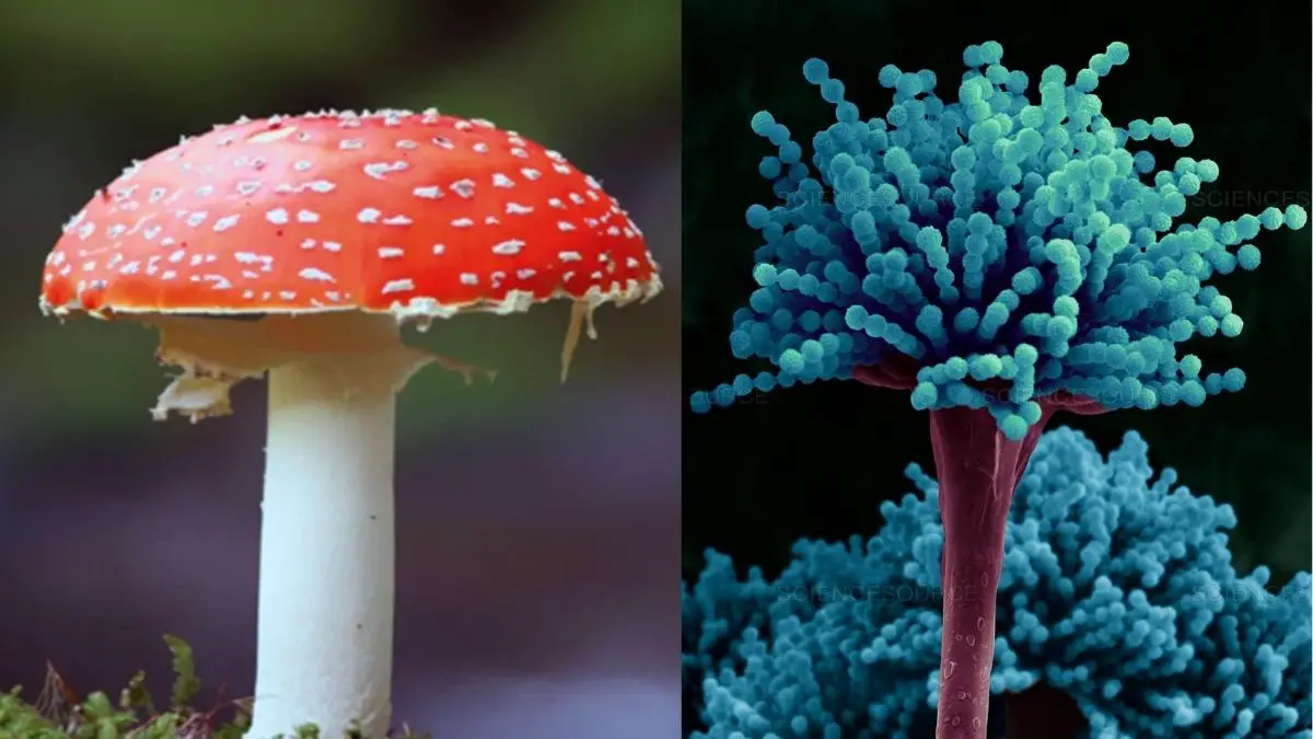 Economic Importance of Fungi