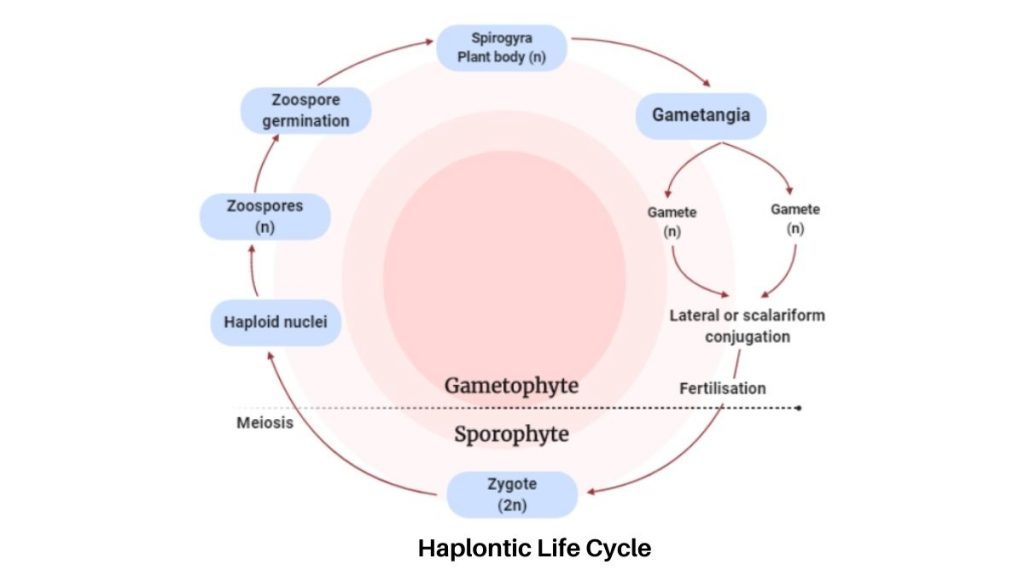Life cycle of Algae - Haplontic Life Cycle
