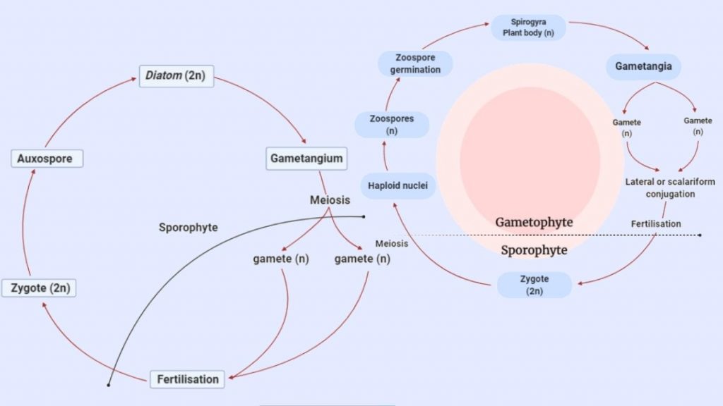 Life cycle of Algae: Haplontic, Diplontic, Diplohaplontic, and Triphasic.