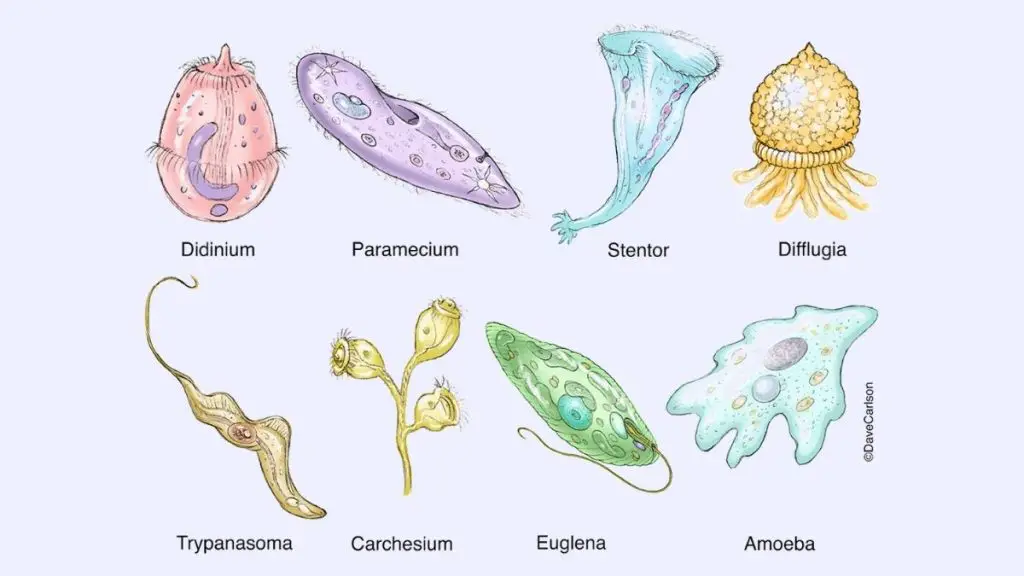 Protozoa Examples