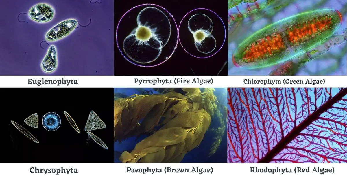Types of Algae