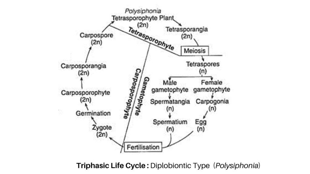 Life cycle of Algae  - Diplobiontic Type