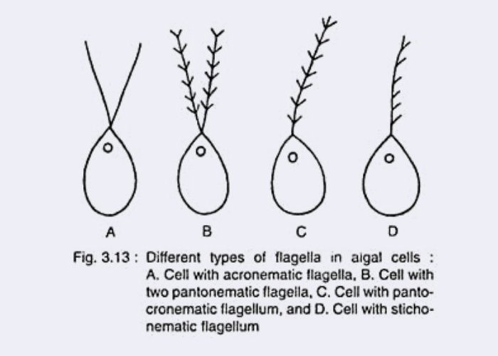Cellular Structure of Algae - flagella