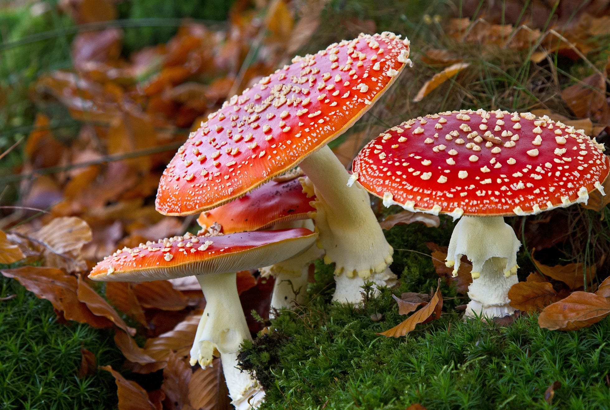 Fungi Characteristics, Occurrence, Cell Structure, Nutrition, Thallus Organisation, Mycelium.