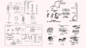Types of Fungi and Their Reproduction
