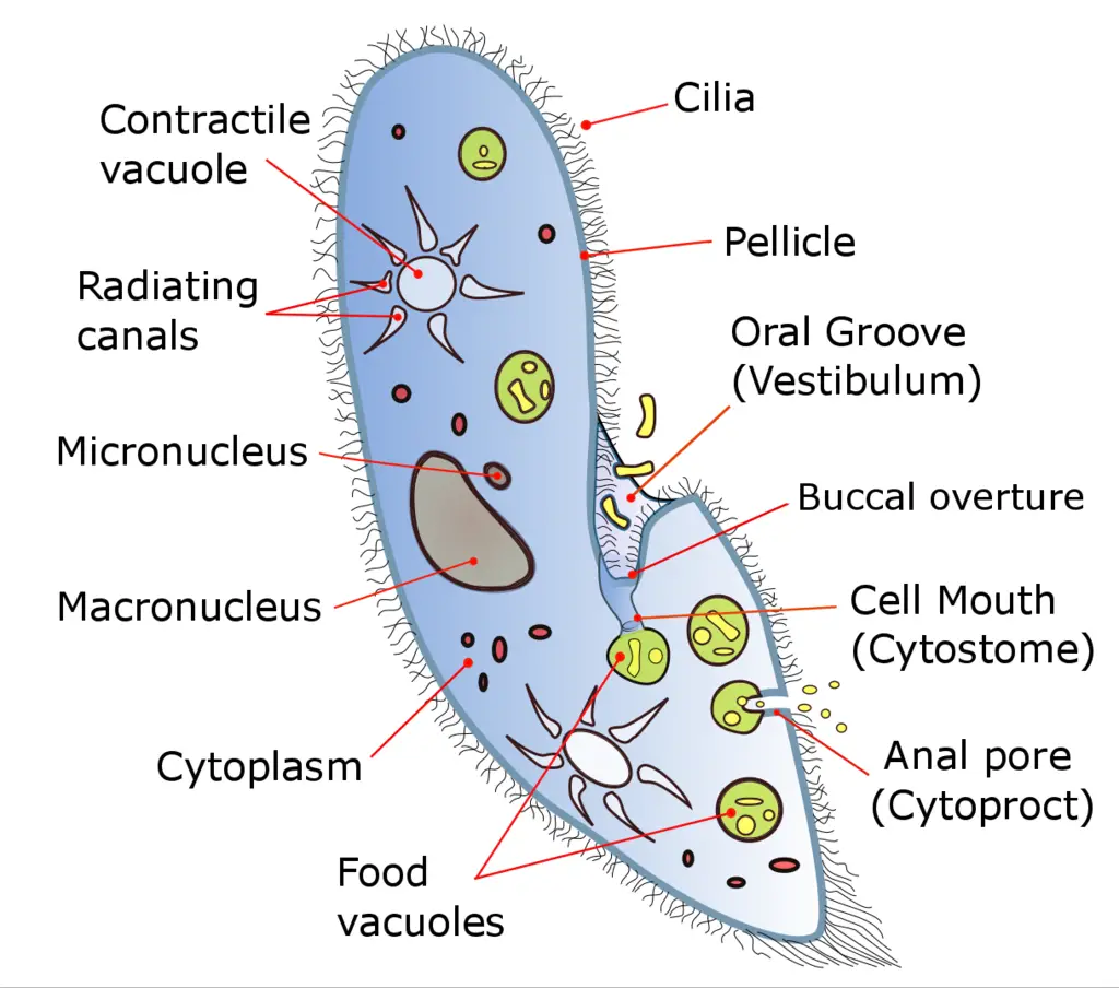 Paramecium Labeled Diagram