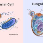 Difference Between Bacteria and Fungi