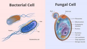 Difference Between Bacteria and Fungi