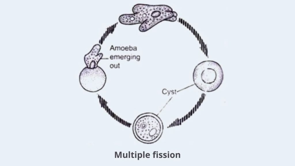 Amoeba Cell Multiple fission