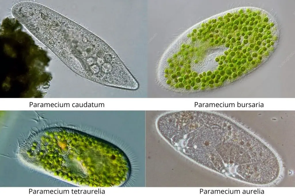 Paramecium Cell Examples