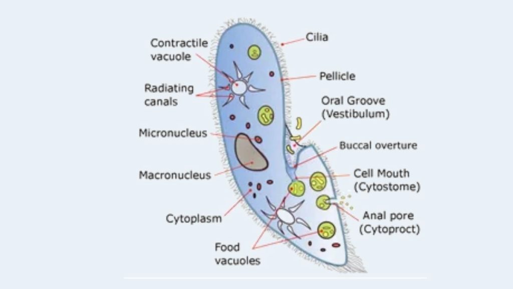 Paramecium Cell Definition, Characteristics, Classification, Movement, Diagram.