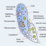 Paramecium Cell Definition, Characteristics, Classification, Movement, Diagram.