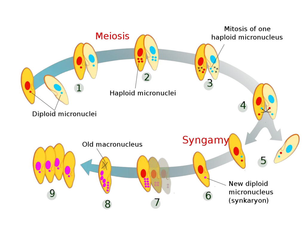 Stages of conjugation in Paramecium caudatum