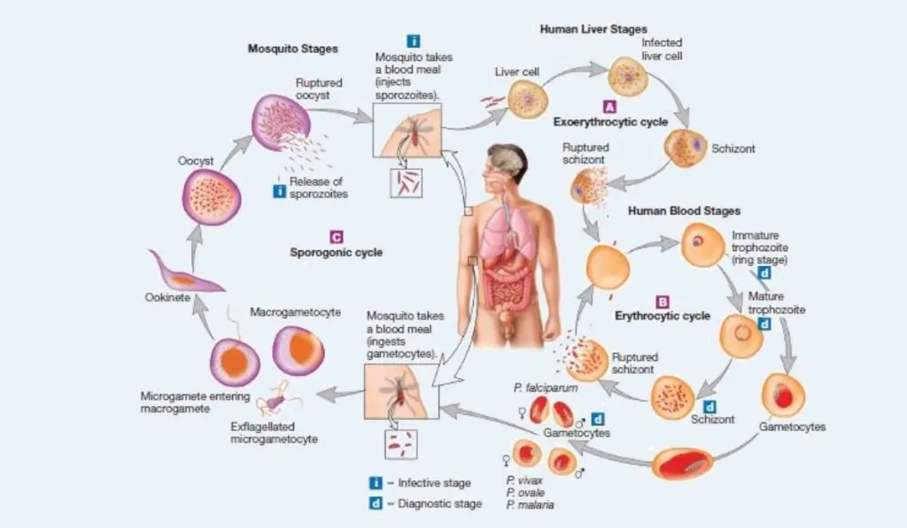 Plasmodium - malaria life cycle
