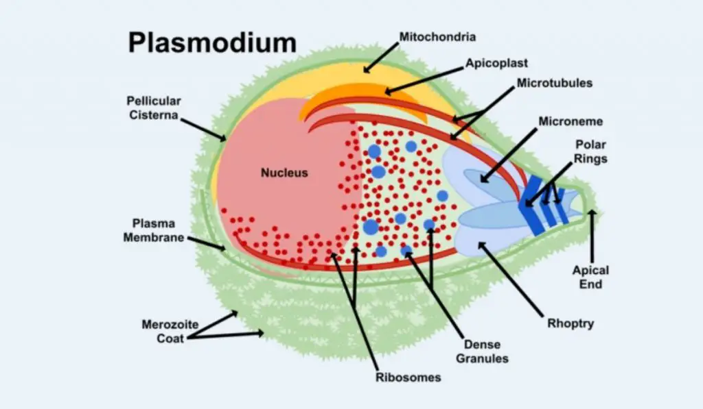 Plasmodium Diagram