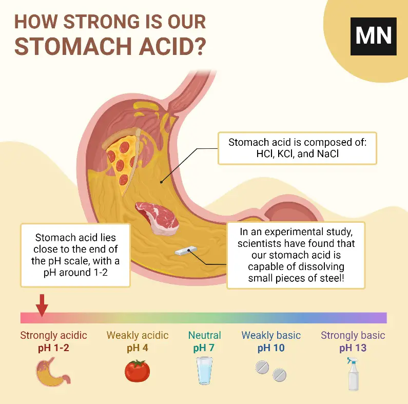 How Strong is Our Stomach Acid_