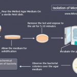 Isolation of Microorganism From Air