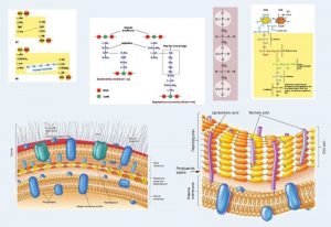 Bacterial Cell Wall Composition and Structure