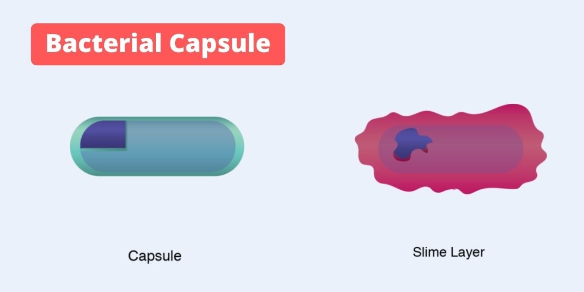 Bacterial Capsule: Definition, Functions, Composition, Types, Demonstration, and examples.