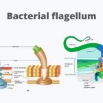 Bacterial Flagella: Definition, Structure, Types, Functions, Rotation, Examples.