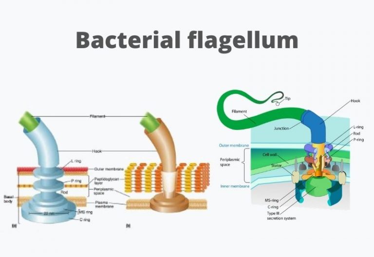 Bacterial Flagella: Definition, Structure, Types, Functions, Rotation