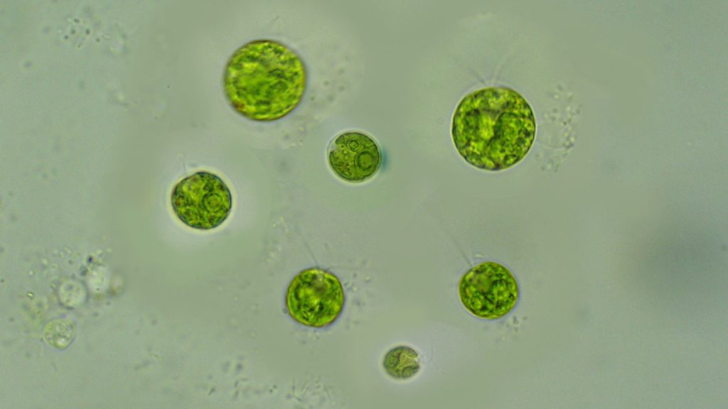 Study of chlamydomonas under microscope