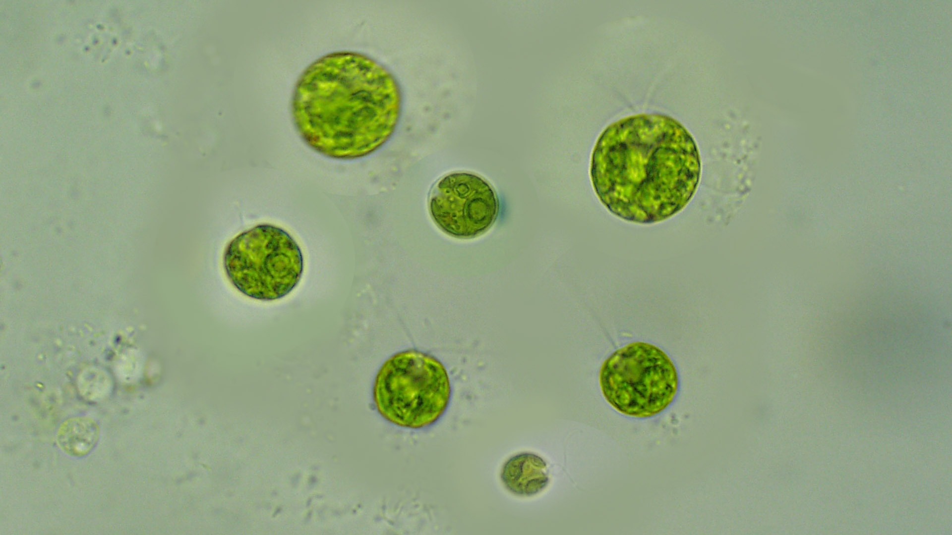 Одноклеточная зеленая водоросль хламидомонада. Зеленые водоросли хламидомонада микроскоп. Одноклеточная водоросль хламидомонада. Одноклеточные растения хлорелла. Одноклеточные зеленые водоросли.