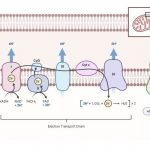 Electron Transport Chain