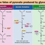 Fate of Pyruvate: Acetyl CoA, Lactate, Alcohol Formation.