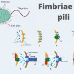 Fimbriae and pili