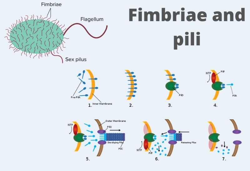 Fimbriae and pili