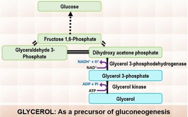 Glycerin gluconeogenese