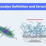 Glycocalyx Definition, Composition, Types, Functions.