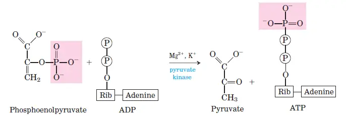 Conversion of Phosphoenolpyruvate to Pyruvate