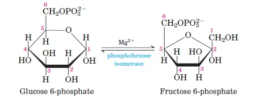 Isomerization of Glucose-6-Phosphate