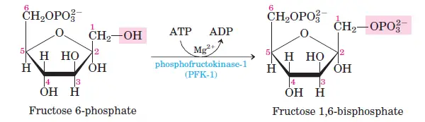 Phosphorylation of Fructose-6-Phosphate