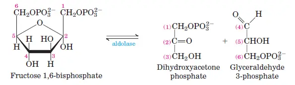Cleavage of Fructose 1,6-Bisphosphate