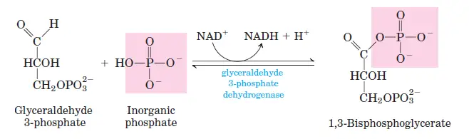 Dehydrogenation of Glyceraldehyde-3-Phosphate