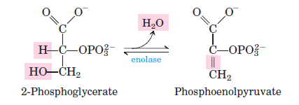 Dehydration of 2-Phosphoglycerate
