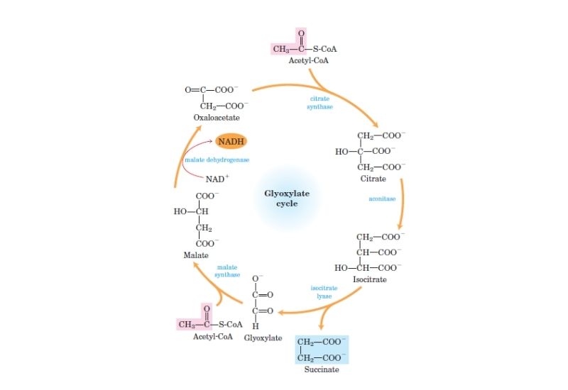 Glyoxylate cycle steps