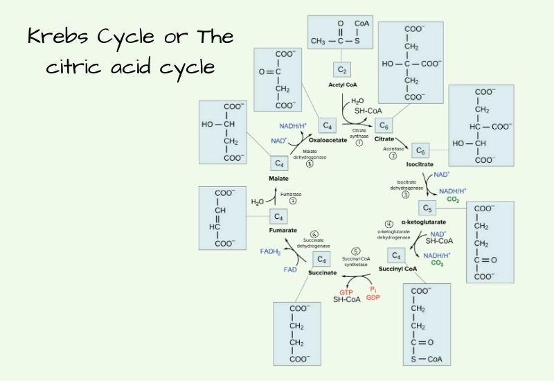 Krebs Cycle Definition, Steps, Equation, Regulation.