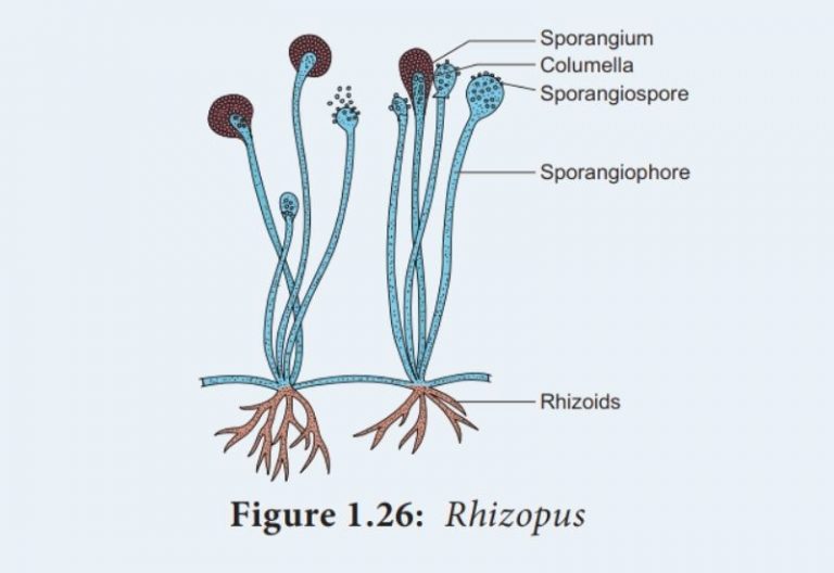 Diagram Of Rhizopus