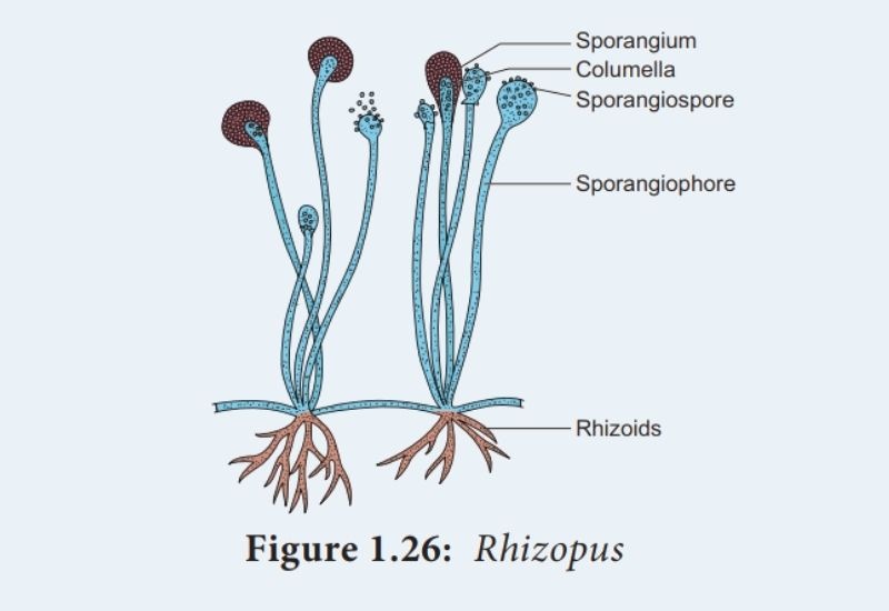 Study of Rhizopus by using Temporary Mount.