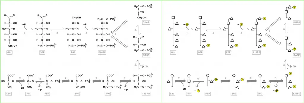 Structure of glycolysis components in Fischer projections and polygonal model