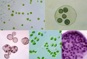 Study of Chlamydomonas and Volvox by using Whole mount