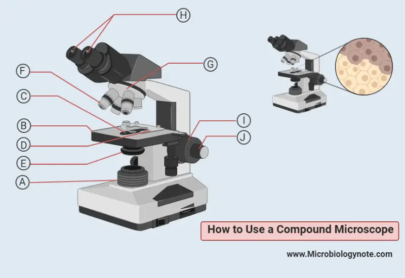 How to Use a Compound Microscope